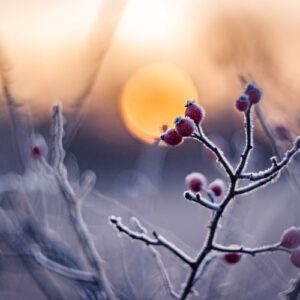 Wortelen in de winter. Tweedaagse vrouwenretraite.